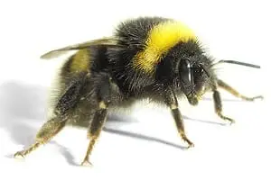 Bumblebee Conservation Trust